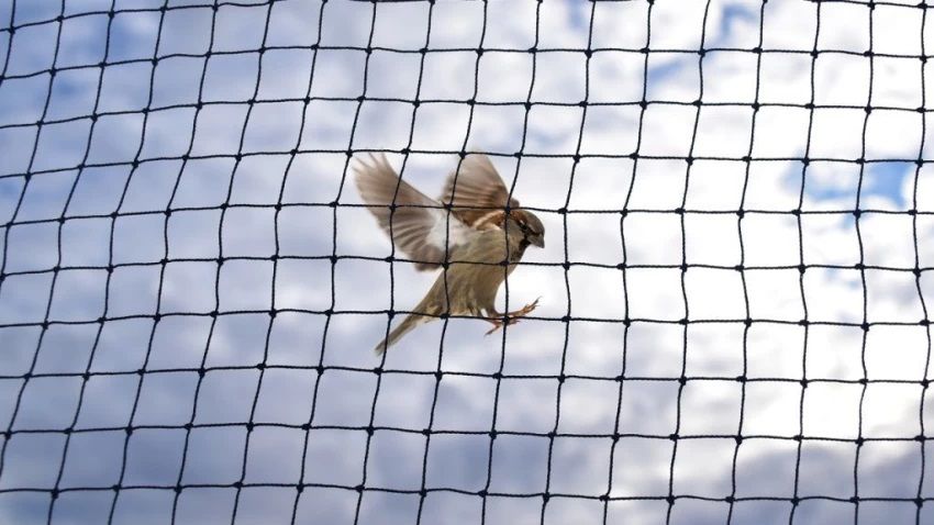 Anti Bird Nets Background